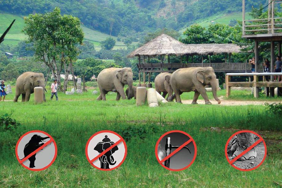 Comment choisir un lieu des sanctuaires où les éléphants sont respectés en Thaïlande